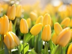 Yellow Tulips