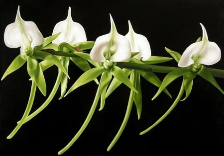 White amazing Flowers - white, nature, amazing, flower