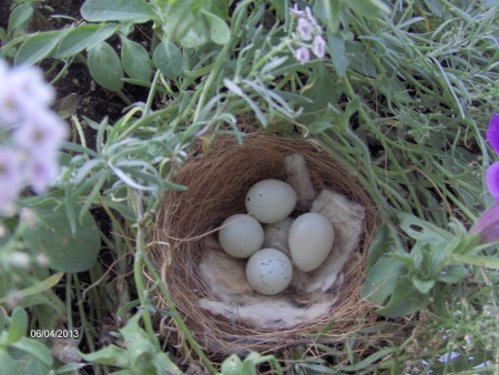 Nesting in a basket - flowers, birds nest, hanging basket, birds eggs