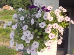 Petunia Trailing