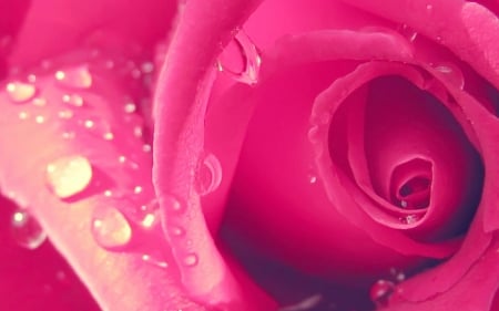 Pink Rose - flower, petals, pink, rose