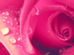 Pink Rose