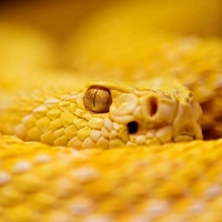 Yellow Snake