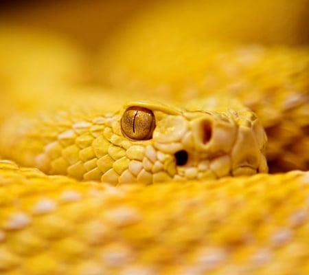 Yellow Snake - Animals, Warning, Nature, Snake