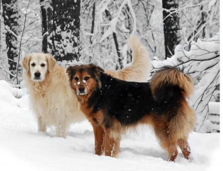 Winter Dogs - animal, winter, dogs, trees, snow