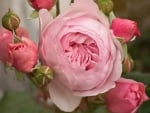 Pink Rose and Buds