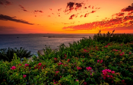 Sunset sky - sky, landscape, beautiful, wildflowers, sunset, sea, shore