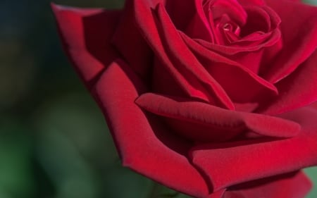 Rose - red, rose, petals, macro, skin