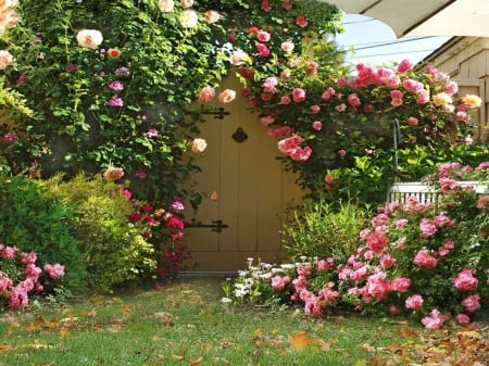 rose garden - nature, park, rose, garden, flower