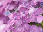 Hydrangea