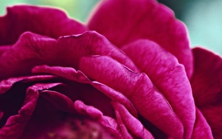 Rose - skin, macro, pink, petals, rose, flower