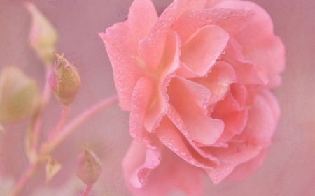 Rose - rose, flower, pink, soft