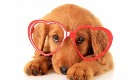 Feeling Loveable - white, card, animal, glasses, valentine, heart, puppy, dog