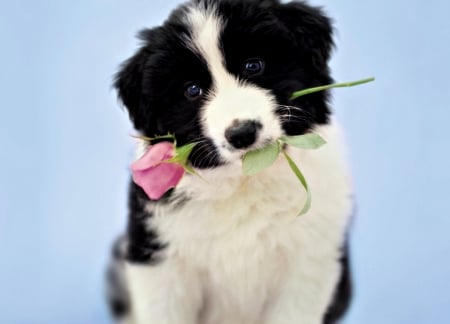 For you! - flower, rose, pink, cute, black, rachael hale, sweet, puppy, blue, white, valentine, border collie, dog