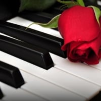 A rose on piano