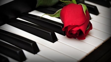 A rose on piano - music, piano, flower, red rose