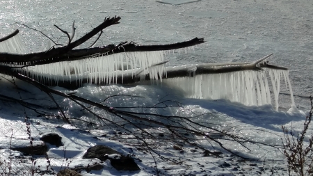 Frigid February Day - Frigid, Snow, Tree, Cold, lake, February, Ice Coated, Ice