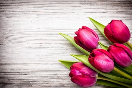 Tulips background