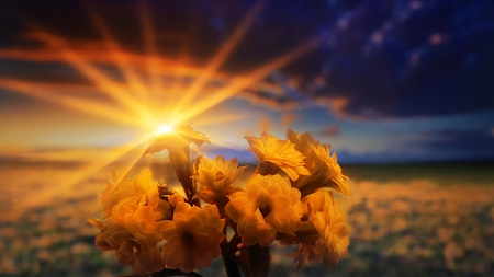 Flowers at Sunset - nature, yellow, clouds, flowers, sunset