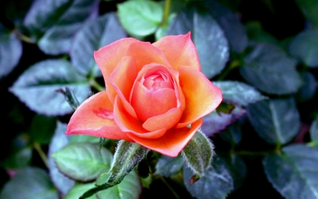 Pink Bloom - nature, macro, pink, composition, green, leaves, flowers