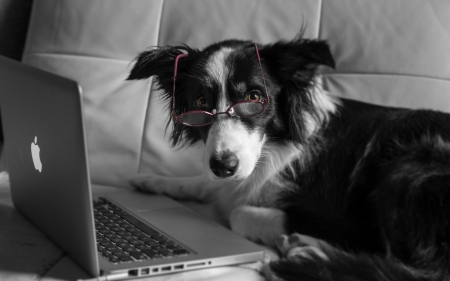 I'm busy - black, white, animal, glasses, funny, cute, dog, laptop