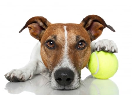 Waiting for you - ball, funny, animal, puppy, white, jack russell terrier, paw, dog, green