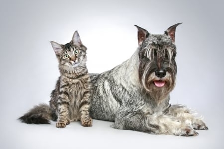 Cat and dog - animal, couple, cat, dog