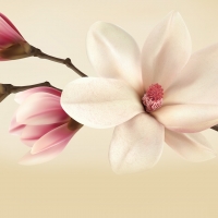 Marvelous Magnolia