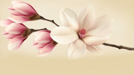 Marvelous Magnolia - soft, summer, spring, fragrant, blossoms, flowers, south, magnolia, garden, firefox persona theme