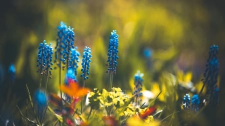 blue flowers - nature, field, flowers, blue