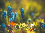 blue flowers