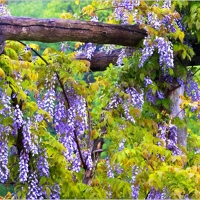 Purple wisteria flowers