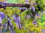 Purple wisteria flowers