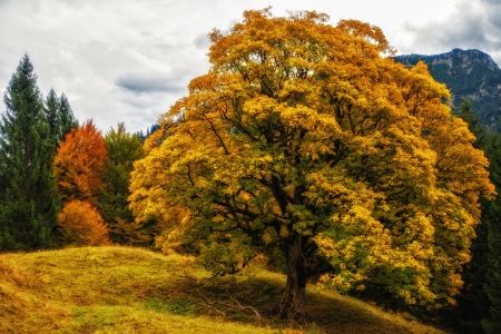 autumn tree - colors, fall, tree, autumn