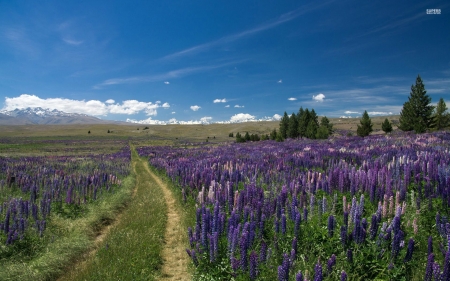 lupine field - path, lupine, field, flower