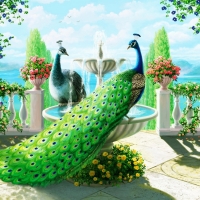 splendid peacocks fountain