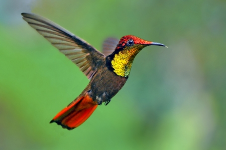 HUMMINGBIRD - wings, flight, colors, bird