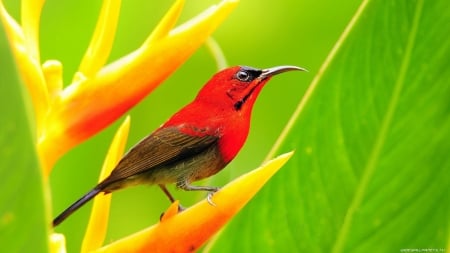 BIRD - leaf, flower, petals, perched