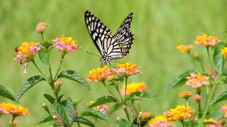 FLOWERS AND BUTTERFLY - flowers, wings, leaves, color