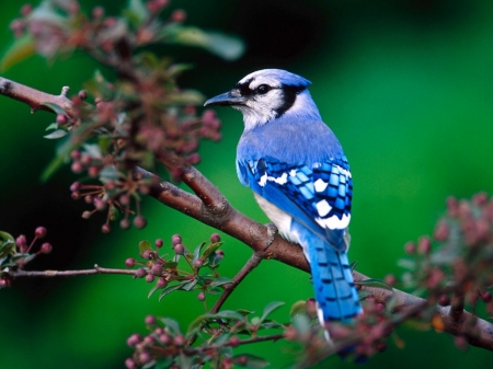 BLUE JAY - leaves, limb, feathers, blue