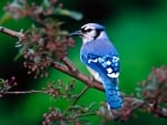 BLUE JAY