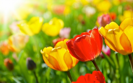 TULIPS - red, leaves, yellow, petals