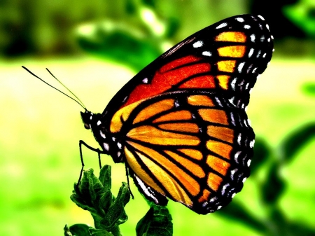 BUTTERFLY - wings, colors, insect, monarch