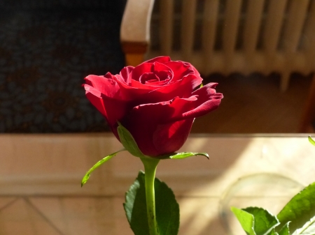 Red Rose - table, green, colors, rose