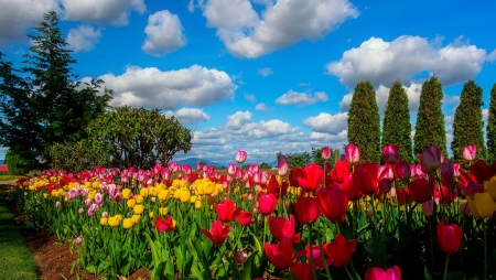 Spring tulips - flowers, pretty, colorful, tulips, beautiful, garden, spring, sky