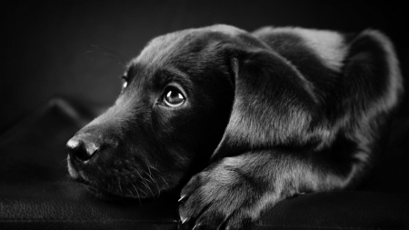 Black Dog - animal, cute, black, dog