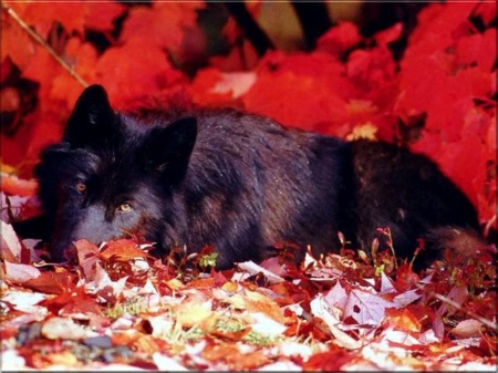 Autumn Wolf - animal, wolf, autumn, wood, leaves