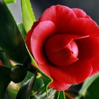  Lovely Camellia for Welcha