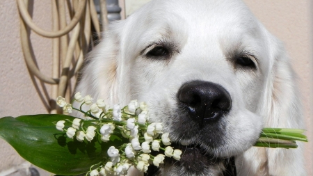 For you! - lacramioare, dog, spring, flower, white, animal, green, lily of the valley, cute, puppy