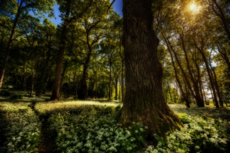 in the forest - flowers, nature, field, forest, sun